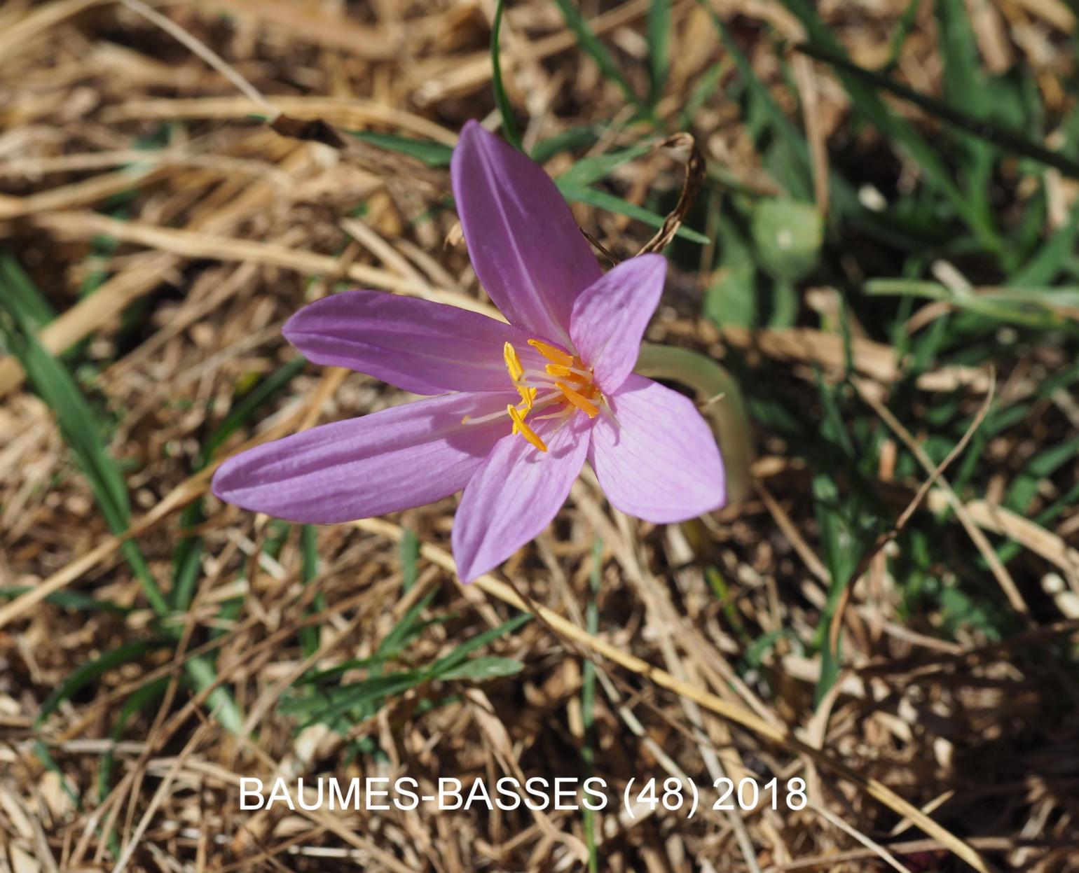 Autumn Crocus (of Naples)